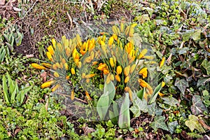 Several yellow crocuses in spring