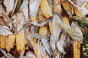 Several yellow dried corn cobs