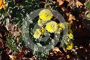 Several yellow flowers of Chrysanthemum in November