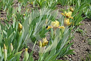 Several yellow flowers of dwarf bearded irises