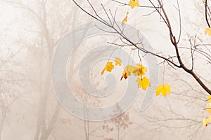 Several yellow maple leaves hanging on a tree during the fog