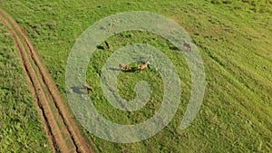 Several young beautiful horses graze in the evening on a meadow at grass field abstract up look plan