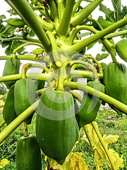 several young green papayas with stems