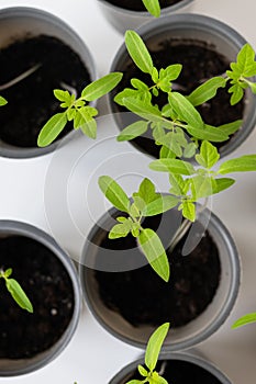 Several young green tomato seedlings grow in gray pots on a white background. Gardening concept.