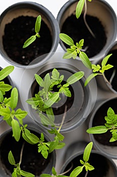 Several young green tomato seedlings grow in gray pots on a white background. Gardening concept.