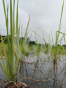 several young rice plants growing in a large rice field