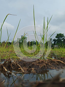 several young rice plants growing in a large rice field