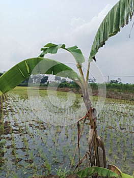 several young rice plants growing in a large rice field and banana tree