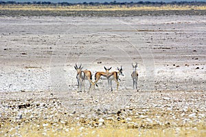 Several young springbok antelopes huddled together in the savanna of Etosha National Park in Namibia. Wild nature of Africa