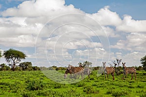 Several Zebras in the grass nature habitat, National Park of Kenya. Wildlife scene from nature in Africa