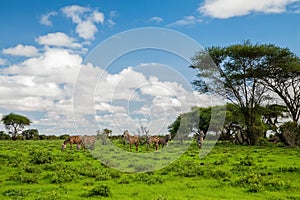 Several Zebras in the grass nature habitat, National Park of Kenya. Wildlife scene from nature in Africa