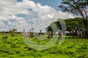 Several Zebras in the grass nature habitat, National Park of Kenya. Wildlife scene from nature in Africa