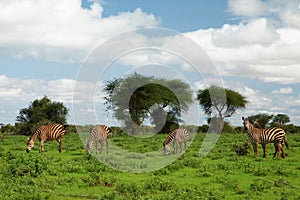 Several Zebras in the grass nature habitat, National Park of Kenya. Wildlife scene from nature in Africa