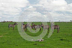 Several Zebras in the grass nature habitat, National Park of Kenya. Wildlife scene from nature in Africa