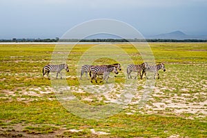 Several zebras grazing in the savannah of Amboseli Park