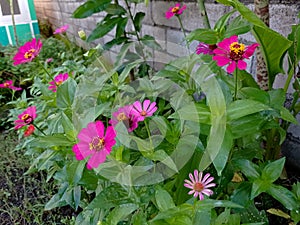 several zennia elegans in full bloom in the front garden of the house