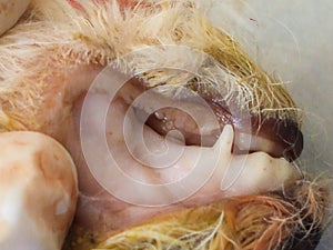 Severe anemia in a intoxicated puppy with rodenticides at the necropsy photo