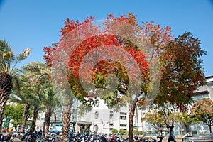 In the severe cold wind, the green trees in the tropical and subtropical Tainan turned red!