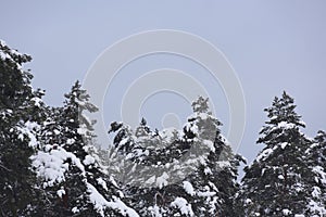 Severe cold winter landscape. Fir trees in snow against dull grey sky