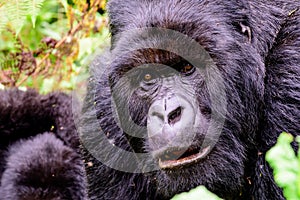 Severe face of a silverback mountain gorilla