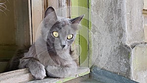 Severe gray kitty with demonic look and beard lies on sill of open window, looks around and pretends to walk