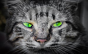 Severe, predatory evil cat eyes