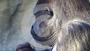 Severe Silverback Gorilla Eating on the green grass.