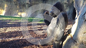 Severe Silverback Gorilla Eating on the green grass.