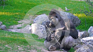 Severe Silverback Gorilla Eating on the green grass.