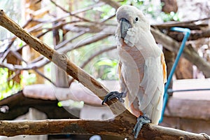 Severe white macaw Parrot,Close up The Chestnut fronted Macaw