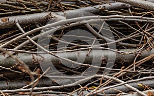 Severed branches of different sizes