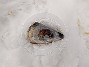 severed head of fish in winter close-up photo.