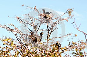 Severel double-crested cormorants in nests