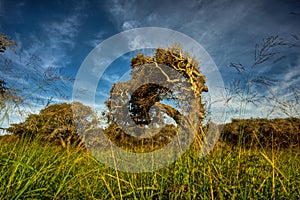 Severely Twisted and Bent Coastal Oak Tree