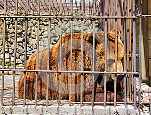 the severity of life in captivity in one glance bear