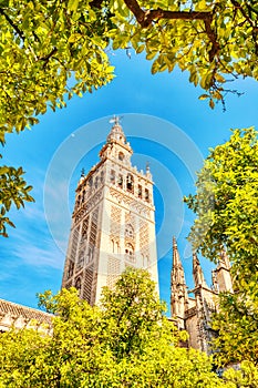 Seville Cathedral and Giralda Tower during Beautiful Sunny Day in Seville photo