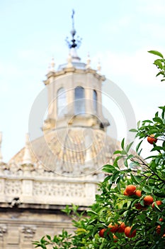 Seville cathedral and orange tree, a Symbol of Seville and Spain