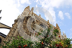 Seville cathedral and orange tree, a Symbol of Seville and Spain
