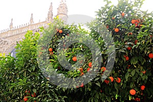 Seville cathedral and orange tree, a Symbol of Seville and Spain