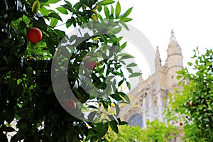 Seville cathedral and orange tree, a Symbol of Seville and Spain