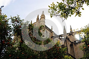 Seville cathedral and orange tree, a Symbol of Seville and Spain