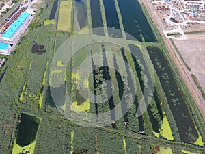 The sewage treatment plant in Slavyansk-on Kuban. Water for sewage treatment in a small city. Bright reeds on the banks of water