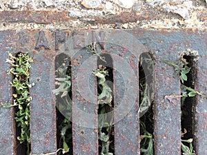 Sewer grate with enclosed plants, cement and gravel floor