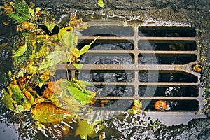 Sewer grate with fallen leaves after autumn rain