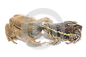 Sex bullfrog Mating