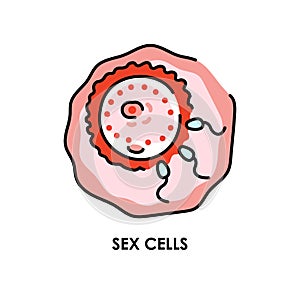 Sex cells color line icon. Microorganisms microbes, bacteria.