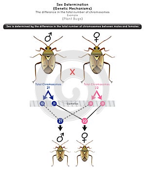 Sex Determination Genetic Mechanisms by Difference in Total Number of Chromosomes Infographic Diagram