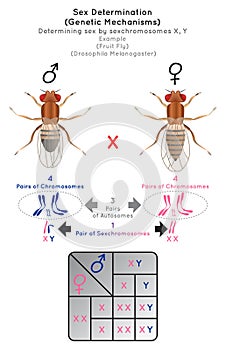 Sex Determination Genetic Mechanisms by Sexchromosomes Infographic Diagram with example of fruit fly