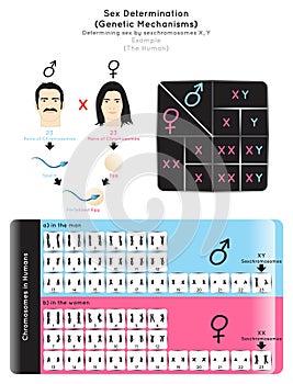 Sex Determination Genetic Mechanisms by Sexchromosomes Infographic Diagram example of human