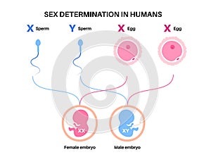 Sex Determination in Humans